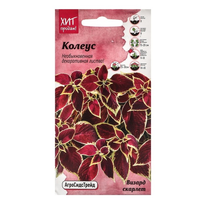 Семена Цветов Колеус  Семена Цветов Колеус "Визард", 10 шт