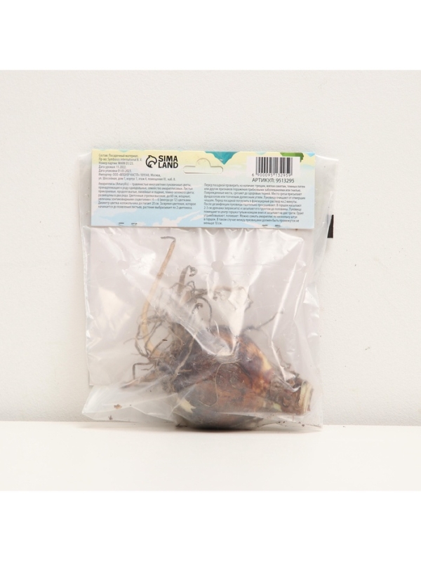 Амариллис Махровый Dancing Queen, многолетник, луковица, р-р 22/24, 1 шт.