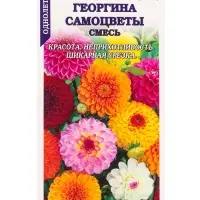 Семена Георгина Самоцветы шаровидная /Сотка/ 0,1г/ смесь h-110см d-12см /*1500 Семена Георгина Самоцветы шаровидная /Сотка/ 0,1г/ смесь h-110см d-12см /*1500