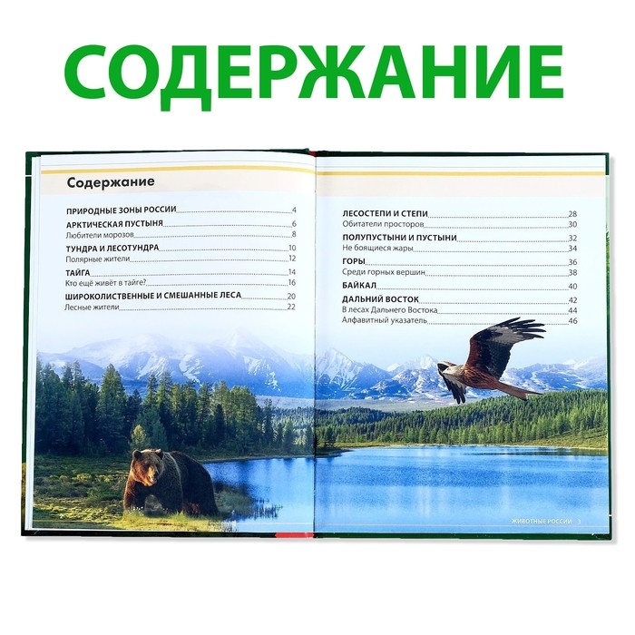 Детская энциклопедия в твёрдом переплёте «Животные России», 48 стр. Детская энциклопедия в твёрдом переплёте «Животные России», 48 стр.