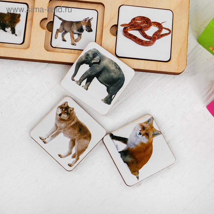 Секретики «Зоопарк» Секретики «Зоопарк»