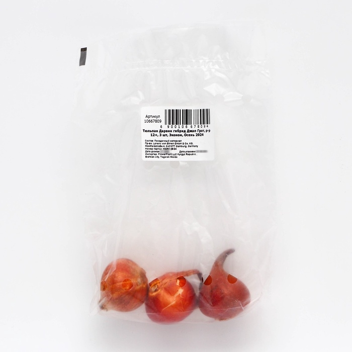 Тюльпан Дарвин гибрид Джап Грот, р-р 12+, 3 шт, Эконом, Осень 2024 Тюльпан Дарвин гибрид Джап Грот, р-р 12+, 3 шт, Эконом, Осень 2024