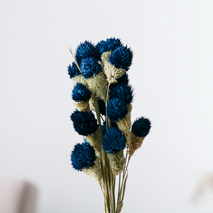 Сухоцвет «Гомфрена шаровидная» набор 20 шт., цвет голубой Сухоцвет «Гомфрена шаровидная» набор 20 шт., цвет голубой