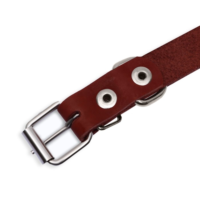 Ошейник кожаный однослойный, 54 х 2,5 см, ОШ 35-45 см, коричневый Ошейник кожаный однослойный, 54 х 2,5 см, ОШ 35-45 см, коричневый