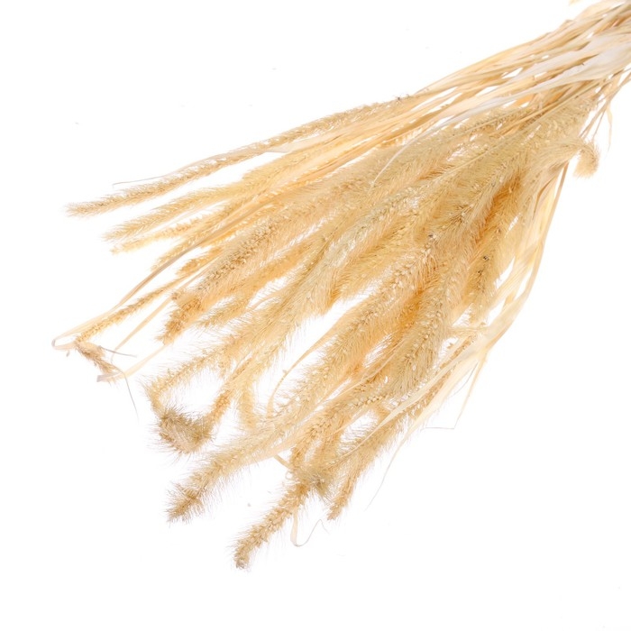 Сухоцвет «Щетинник», белый, 30 - 50 г в упаковке Сухоцвет «Щетинник», белый, 30 - 50 г в упаковке