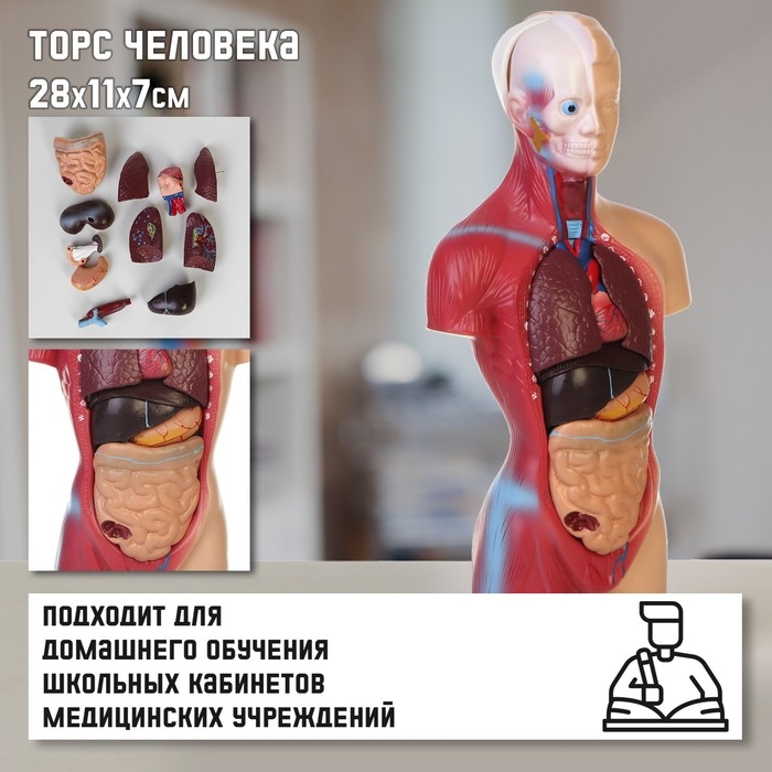 Макет  Макет "Торс человека" разборный 28*11*7см
