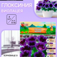 Глоксиния «Виолацея», многолетник, комнатный, луковица в пакете с перфорацией, р-р 5/6, 2 шт.