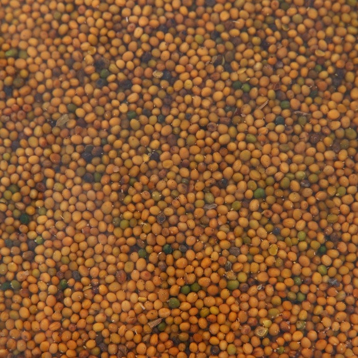 Семена Горчица Семена Горчица "Рецепты дедушки Никиты", 0,5 кг