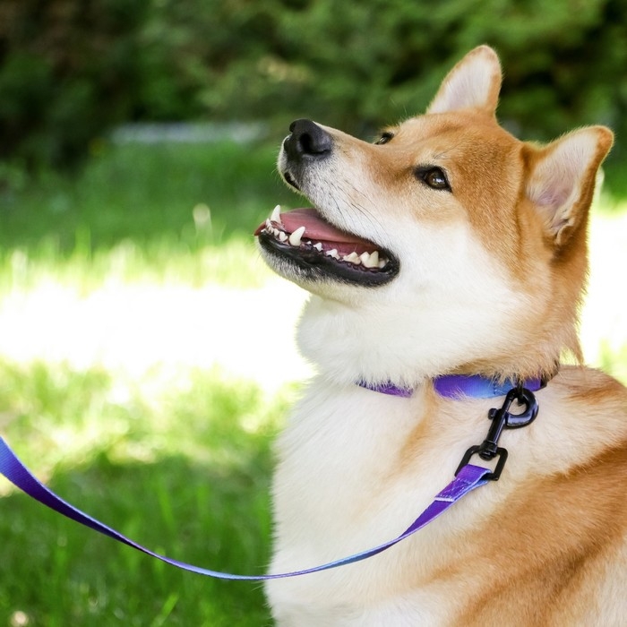 Ошейник «Даже на краю света», застёжка - фастекс, 2 см 25-40 см Ошейник «Даже на краю света», застёжка - фастекс, 2 см 25-40 см