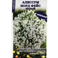 Семена Алиссум Норд фейс белый /Сотка/ 0,01г/*1800 Семена Алиссум Норд фейс белый /Сотка/ 0,01г/*1800
