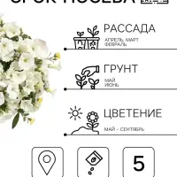Семена цветов Петуния &laquo;Минифлора Горшечная&raquo; F1, белая, драже, 5 шт.