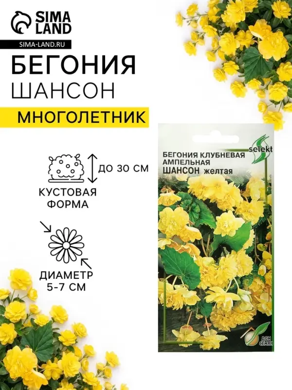 Семена цветов Бегония ампельная "Шансон" клубневая, желтая, 10 шт