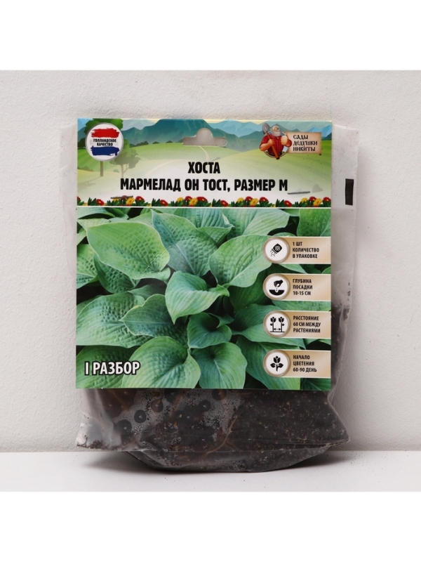 Хоста Marmalade on Toast, корневище в пакете с торфогрунтом, р-р I, размер M,1 шт.