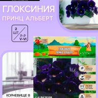 Глоксиния «Принц Альберт», многолетник, комнатный, луковица в пакете с перфорацией, р-р 5/6, 2 шт.