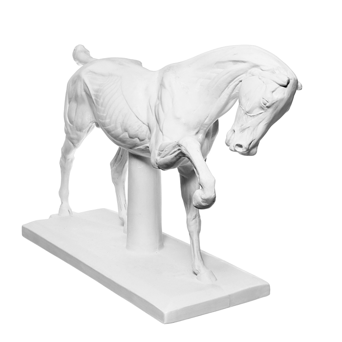 Гипсовая фигура анатомическая: ЛОШАДЬ (конь анатомический), 21 х 59 х 43 см Гипсовая фигура анатомическая: ЛОШАДЬ (конь анатомический), 21 х 59 х 43 см