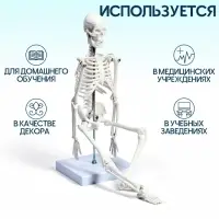 Анатомическая модель &laquo;Макет скелета взрослого человека&raquo;, 45 см