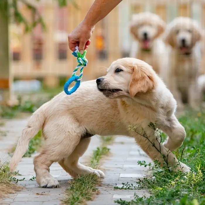 Игрушка жевательная с канатом &laquo;Кусочек солнца&raquo;, 8 см, голубая