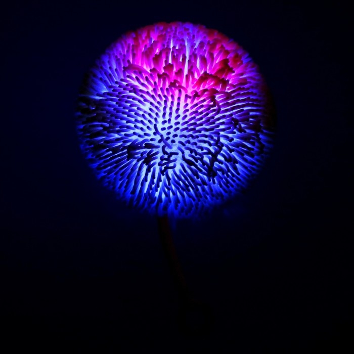 Ёжка «Пушистик» световой, цвета МИКС Ёжка «Пушистик» световой, цвета МИКС