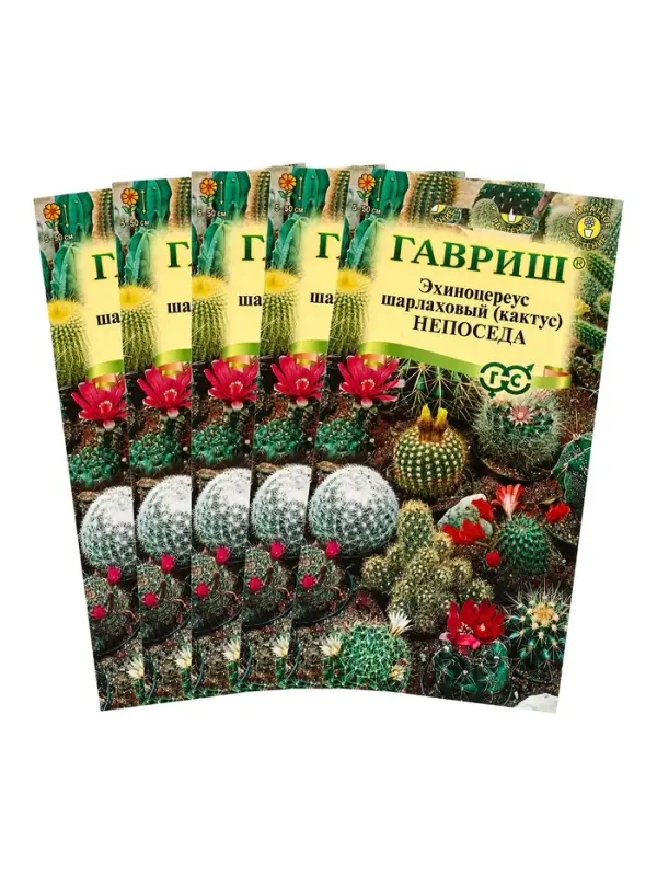 Набор семян комнатных Кактус &laquo;Непоседа&raquo;, 5 шт., &laquo;Мой выбор&raquo;
