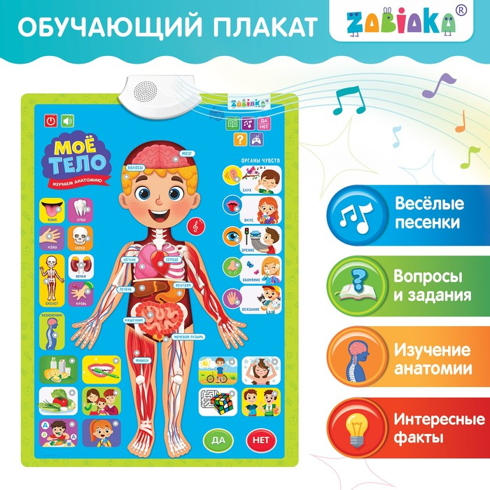 Обучающий плакат «Изучаем анатомию: Моё тело» Обучающий плакат «Изучаем анатомию: Моё тело»