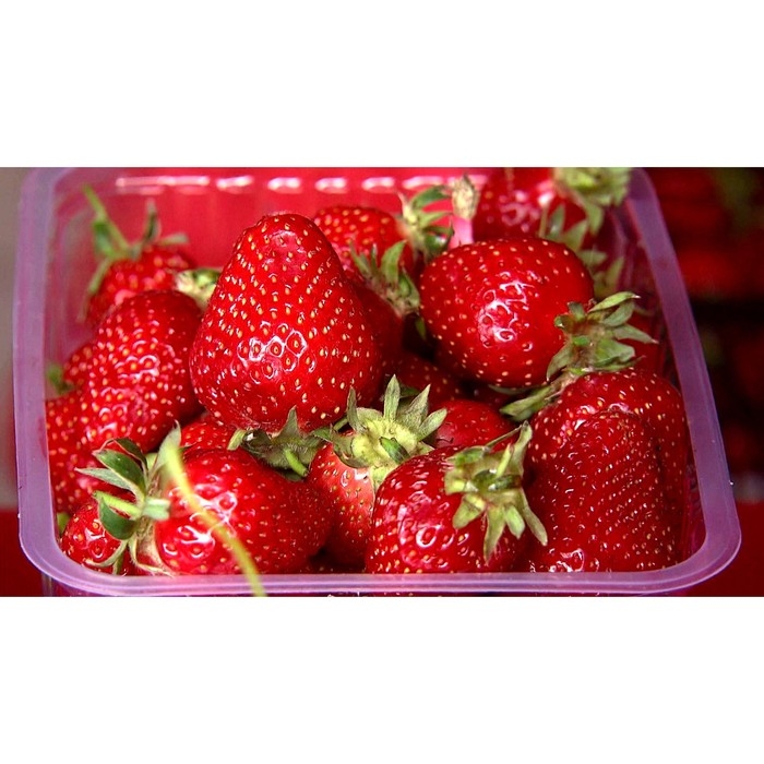 Рассада Земляники круноплодной (клубники) ФРИГО Александра (Aleksandra) A (9-15 мм), P9 Горшок 103 Рассада Земляники круноплодной (клубники) ФРИГО Александра (Aleksandra) A (9-15 мм), P9 Горшок 103