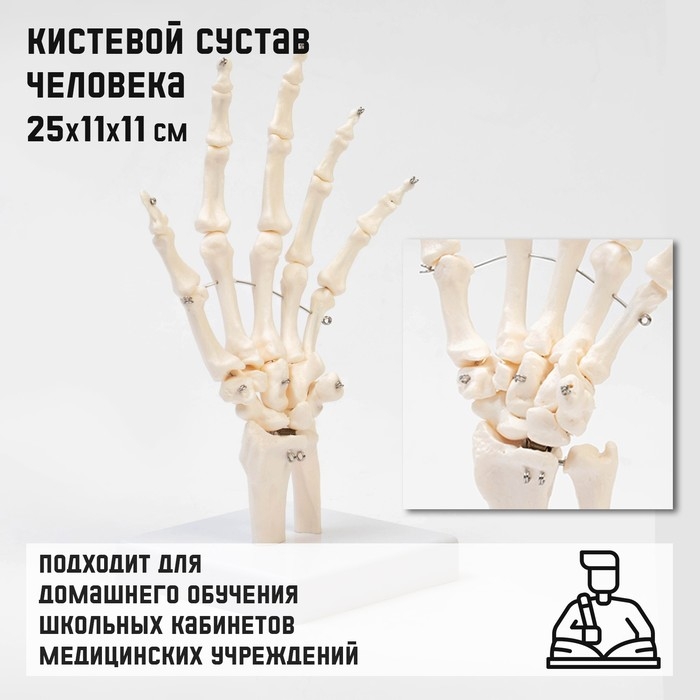 Макет  Макет "Кистевой сустав" 25*11*11см