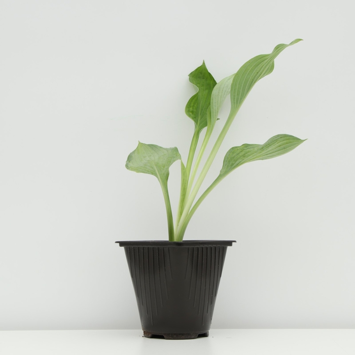 Хоста Форчуна Хоста Форчуна "Голд Стандарт", Горшок С3, 1 шт, Весна 2024