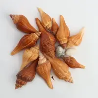 Набор ракушек, 3 - 5 см, 100 г