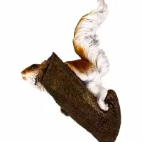 Садовая фигура из полистоуна &laquo;Белка на ветке&raquo;, подвесная, 27&times;19&times;12 см