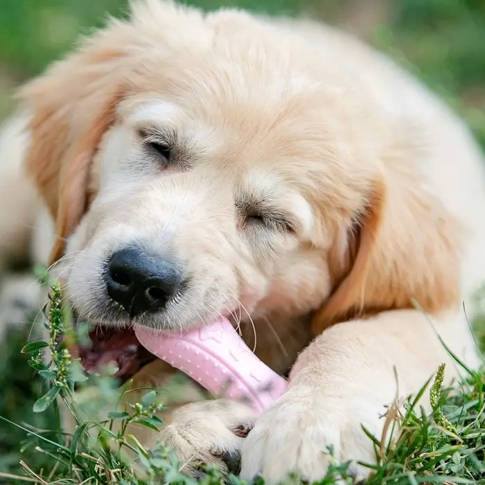 Плавающая игрушка для собак Пижон Premium &laquo;Косточки&raquo;, 10.5&times;5.5&times;2 см, вспененный TPR, розовая