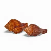 Ракушка декоративная, длина 5-6 см, ширина 4 см