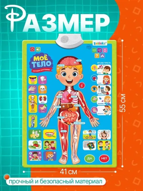 Обучающий плакат &laquo;Изучаем анатомию: Моё тело&raquo;
