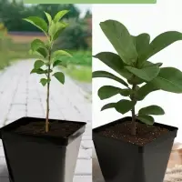 Горшок для рассады, 5 л, 18.5&times;18.5&times;20 см, пластик, чёрный, Greengo