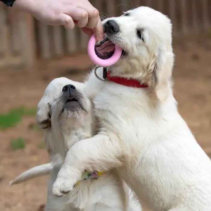 Плавающая игрушка для собак Пижон Premium &laquo;Обруч&raquo;, 8 см, вспененный TPR, розовая