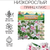 Гладиолус Низкорослый «Принц Клаус», луковица цветов в пакете с перфорацией, р-р 10+, 7 шт.