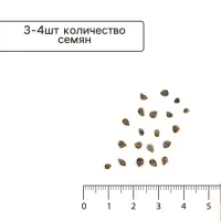 Семена Томат &laquo;Любовь да голуби F1&raquo;, раннеспелый, индетерминантный, высокорослый, 0.03 г