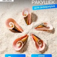 Набор ракушек декоративных, длина 4 см, 5 шт.