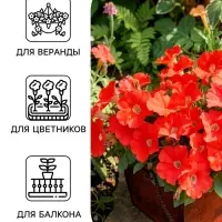 Семена цветов Петуния &laquo;Минифлора горшечная&raquo; F1, красная, 5 шт., &laquo;АЭЛИТА&raquo;