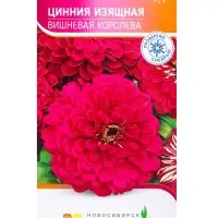 Семена Цинния &laquo;Изящная Вишневая Королева&raquo;, 0.5 г, &laquo;Агрос&raquo;