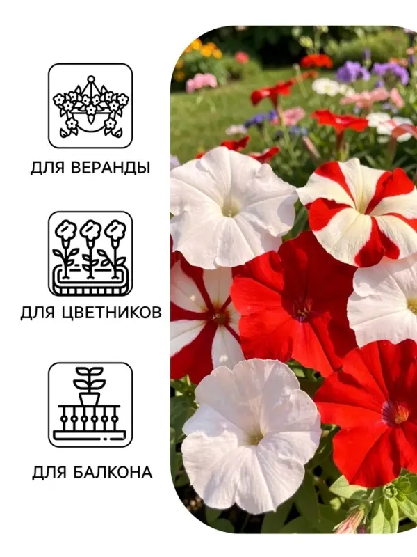 Семена цветов Петуния &laquo;Ягодный чизкейк&raquo;, F1, смесь сортов, драже, С. Cerny, 10 шт.