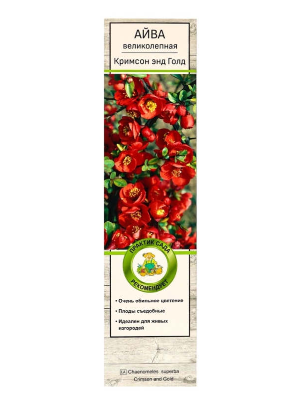 Айва великолепная (Хеномелес) «Кримсон энд Голд», саженец, туба, 1 шт. Айва великолепная (Хеномелес) «Кримсон энд Голд», саженец, туба, 1 шт.