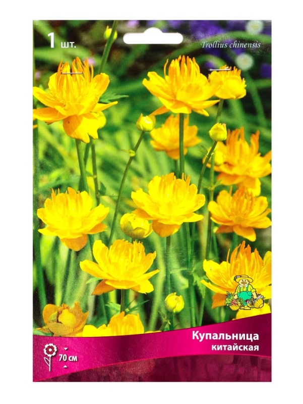 Купальница китайская, р-р I, 1 шт, Весна 2025