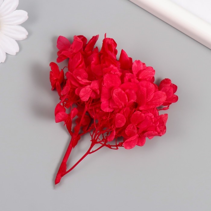 Сухоцвет Сухоцвет "Гортензия" красный h=6-6,5 см