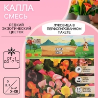 Калла «Смесь», клубнелуковица в пакете с перфорацией, р-р 10/12, 5 шт.