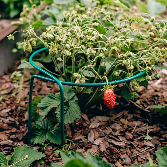 Кустодержатель для клубники, d = 20 см, h = 25 см, ножка d = 0,3 см, металл, зелёный Кустодержатель для клубники, d = 20 см, h = 25 см, ножка d = 0,3 см, металл, зелёный