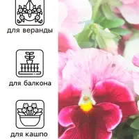 Семена Виола "Клубничка", ц/п, F1, 5 шт. Семена Виола "Клубничка", ц/п, F1, 5 шт.