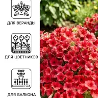 Семена Цветов Петуния &laquo;Изи вейв&raquo; F1, берри велюр, пробирка, 5 шт.