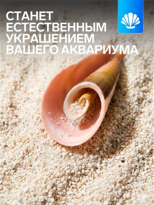 Набор ракушек декоративных, длина 4 см, 5 шт.