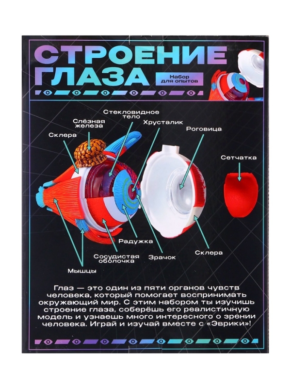 ЭВРИКИ Набор для опытов "Строение глаза", анатомическая модель