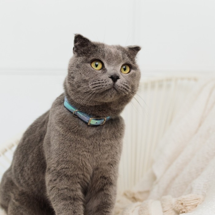 Ошейник для собак и кошек с фастексом «Неон» , 30 х 1 см Ошейник для собак и кошек с фастексом «Неон» , 30 х 1 см